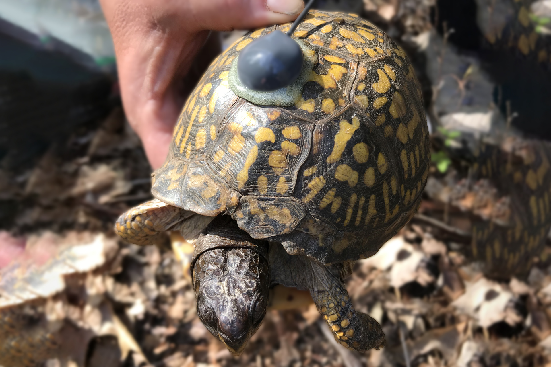 Box Turtle 63 in good health in August