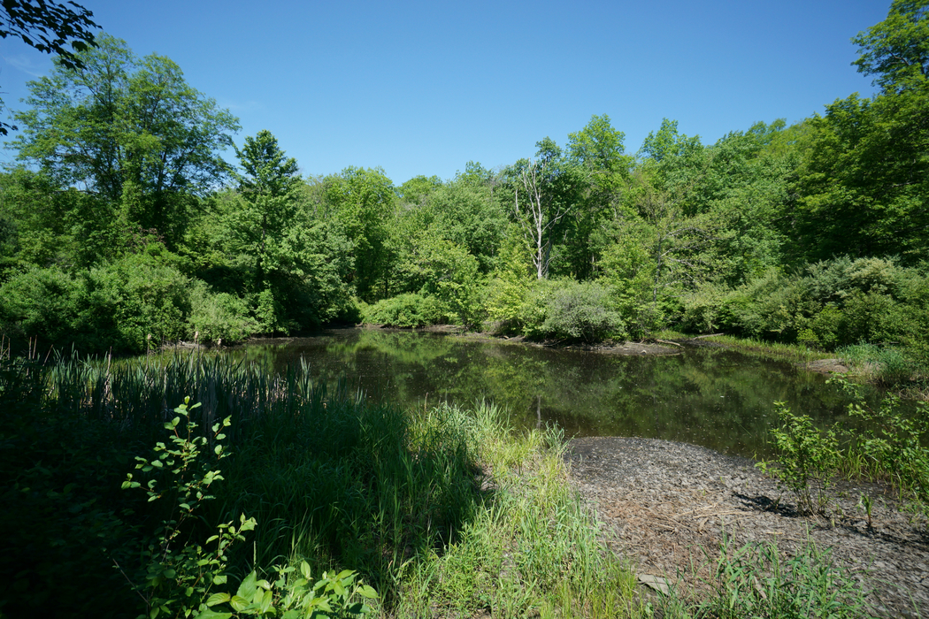 Marsh under a blue sky surrounded by green trees and foliage