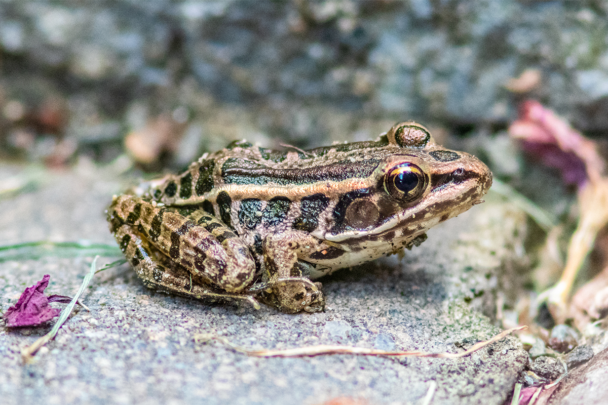 A tan frog with black spots on a rock.