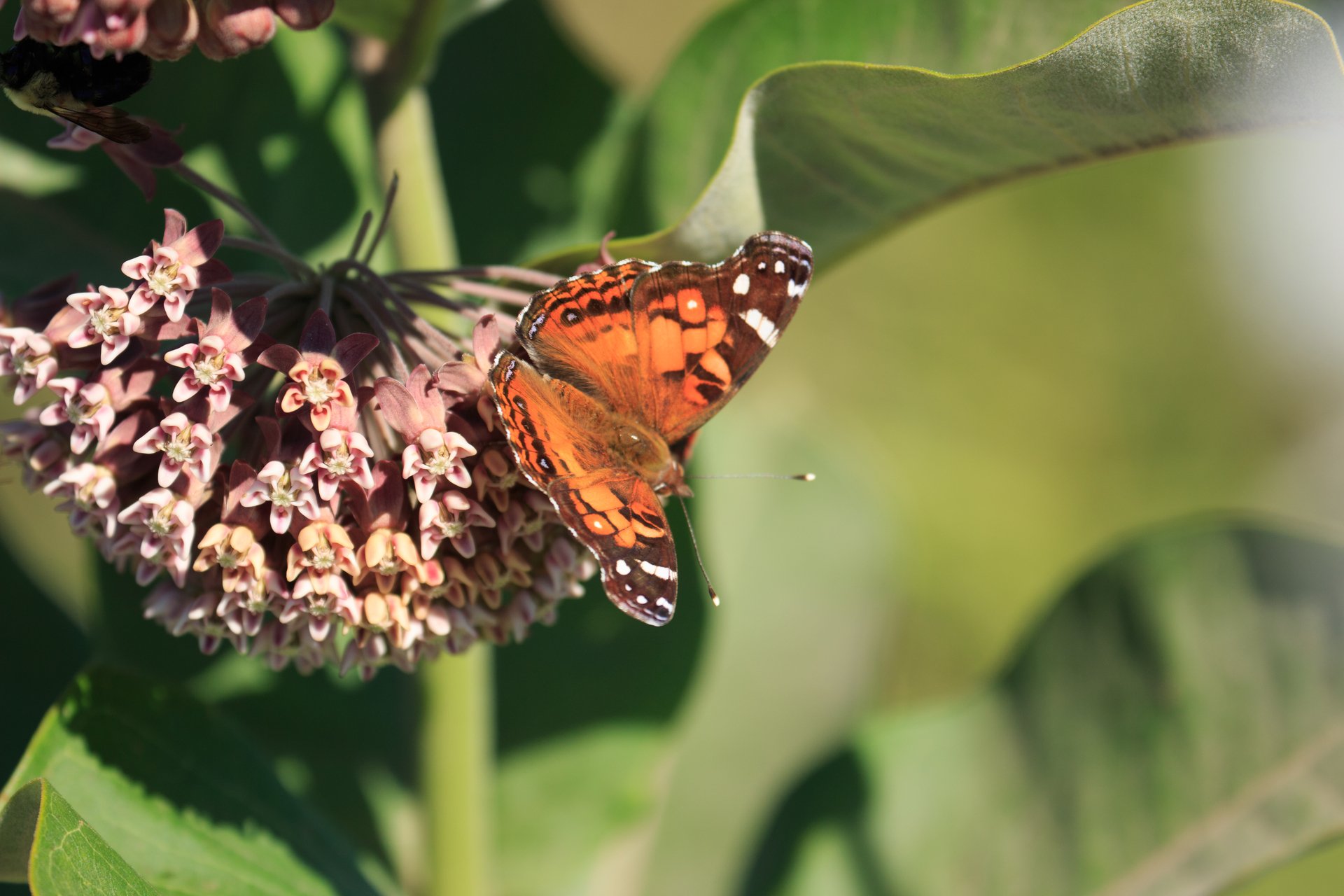 An orange, black, and white Painted Lady butterfly on a pink Milkweed.