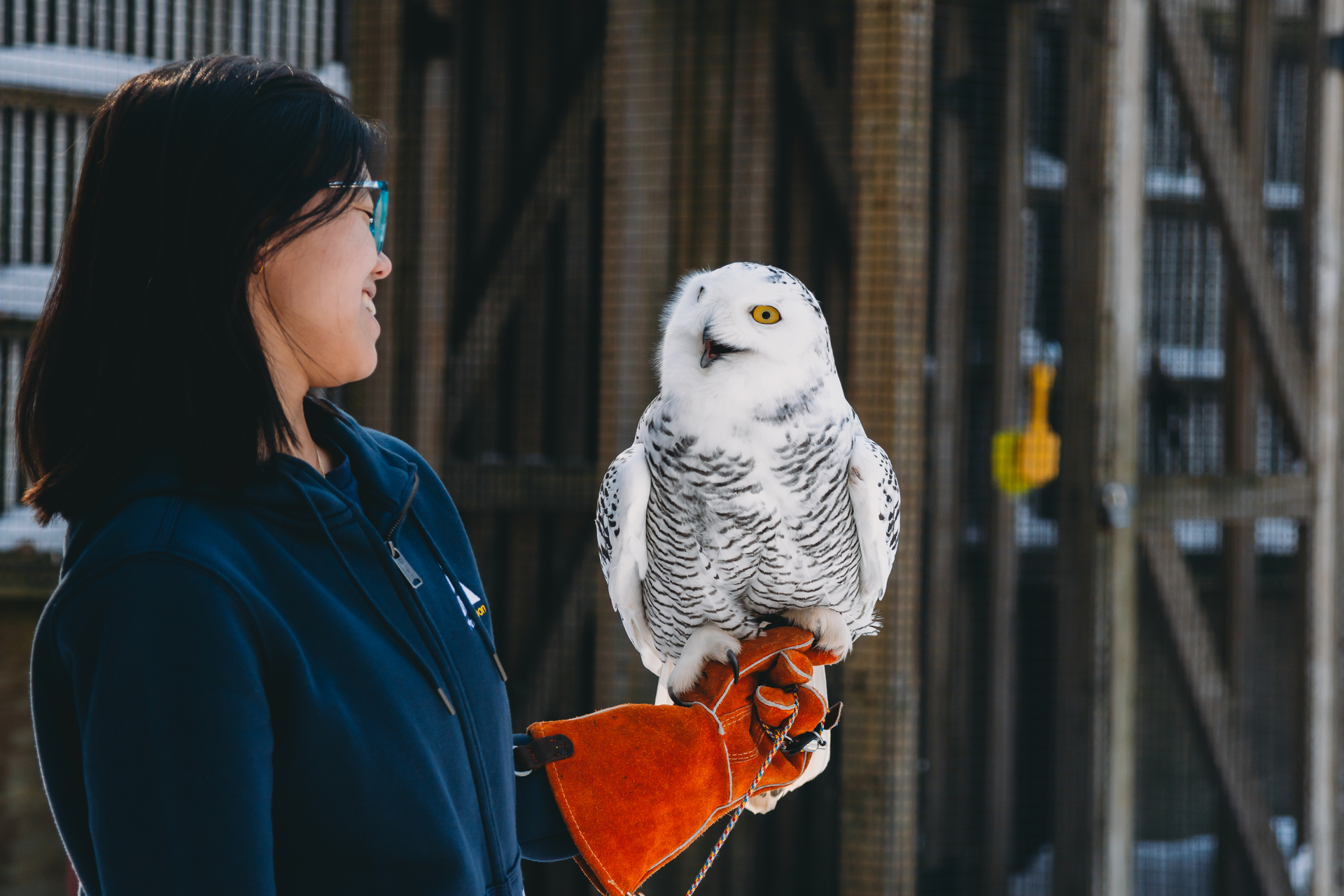 Staff and snowy owl smiling at each other