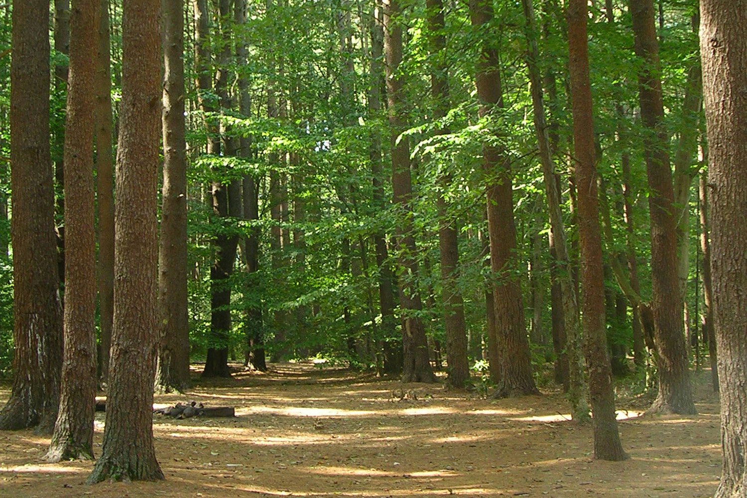 Forest with wide path through it