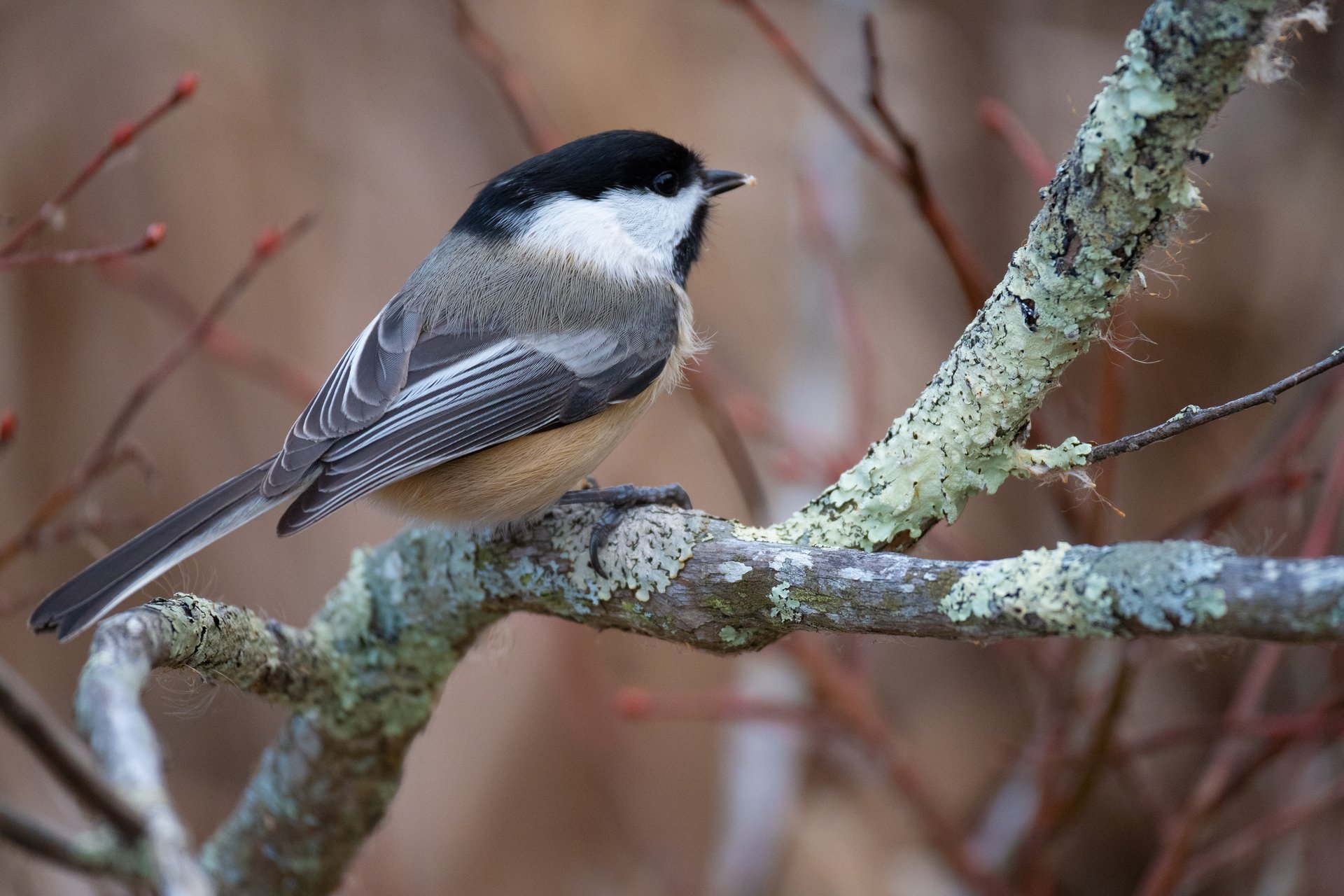 small bird sitting on branch