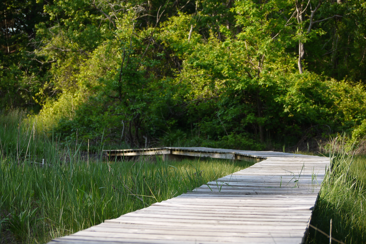 A wooden boardwalk cuts through green vegetation and trees.