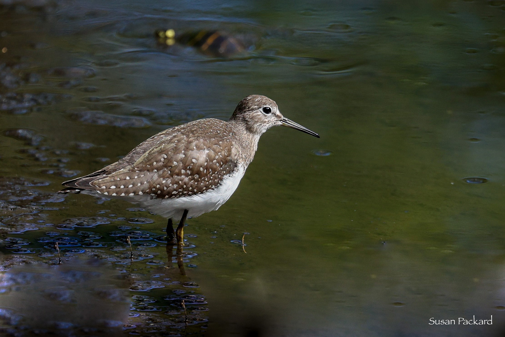 Solitary Sandpiper standing in shallow water