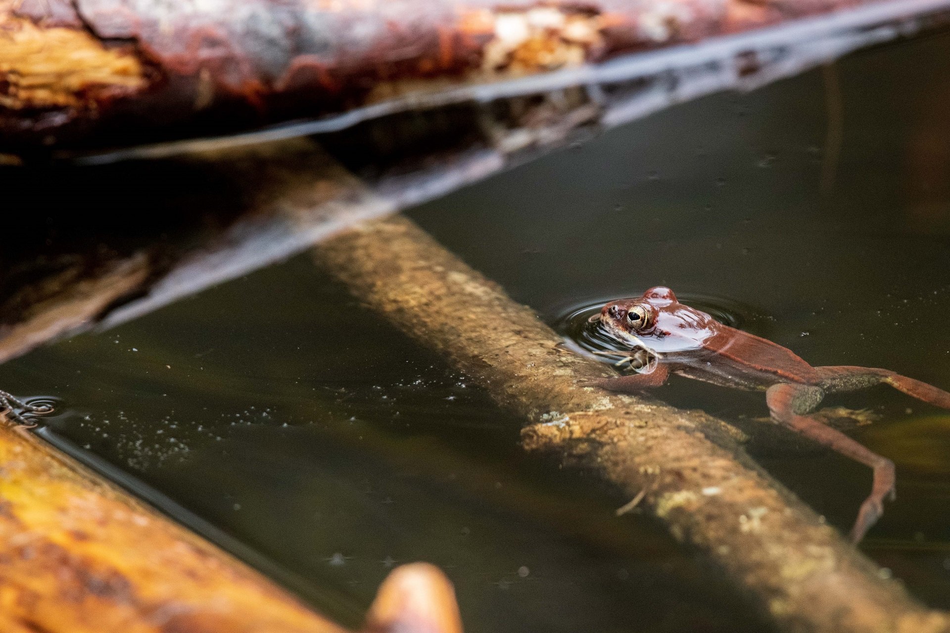 A Wood Frog rests a forearm on a sunken branch in the water.