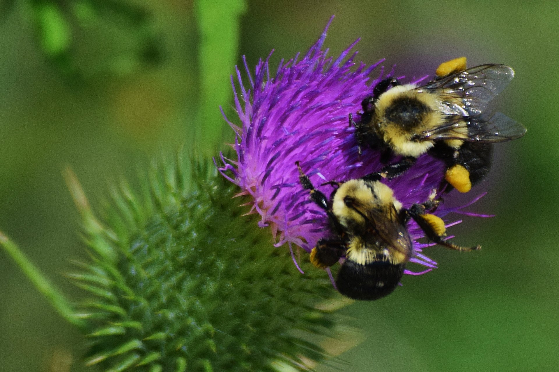 Two bumblebees on a purple flower