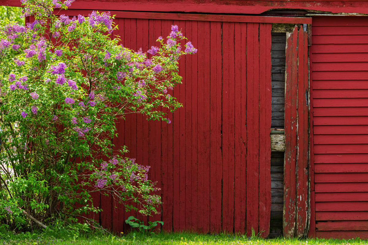Purple flowers on a green bush in front of a red, wooden barn door.