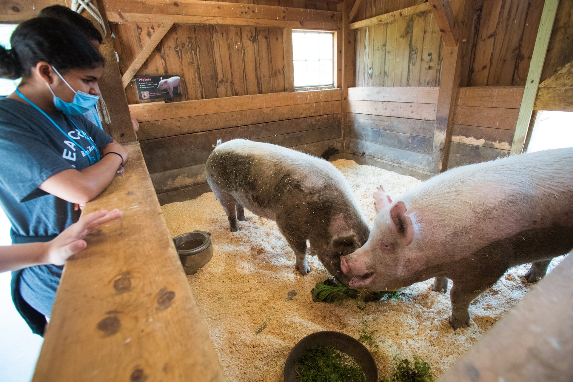 Kids with blue shirts look at two pigs eating in a pen.