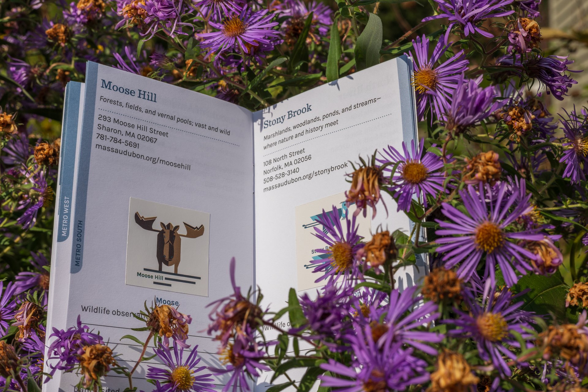 Passport to Nature booklet open in bunch of flowers