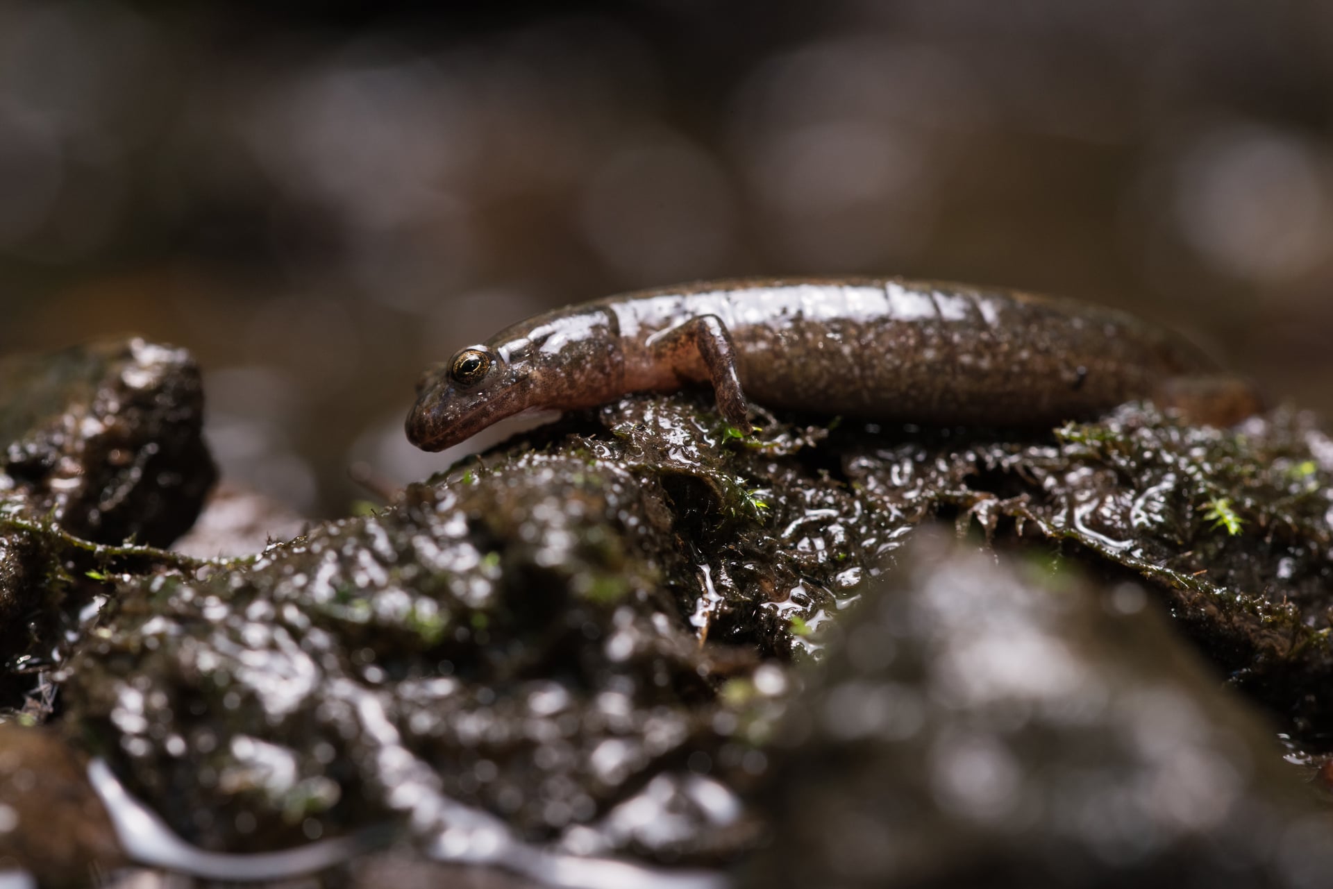 brown salamander on ground