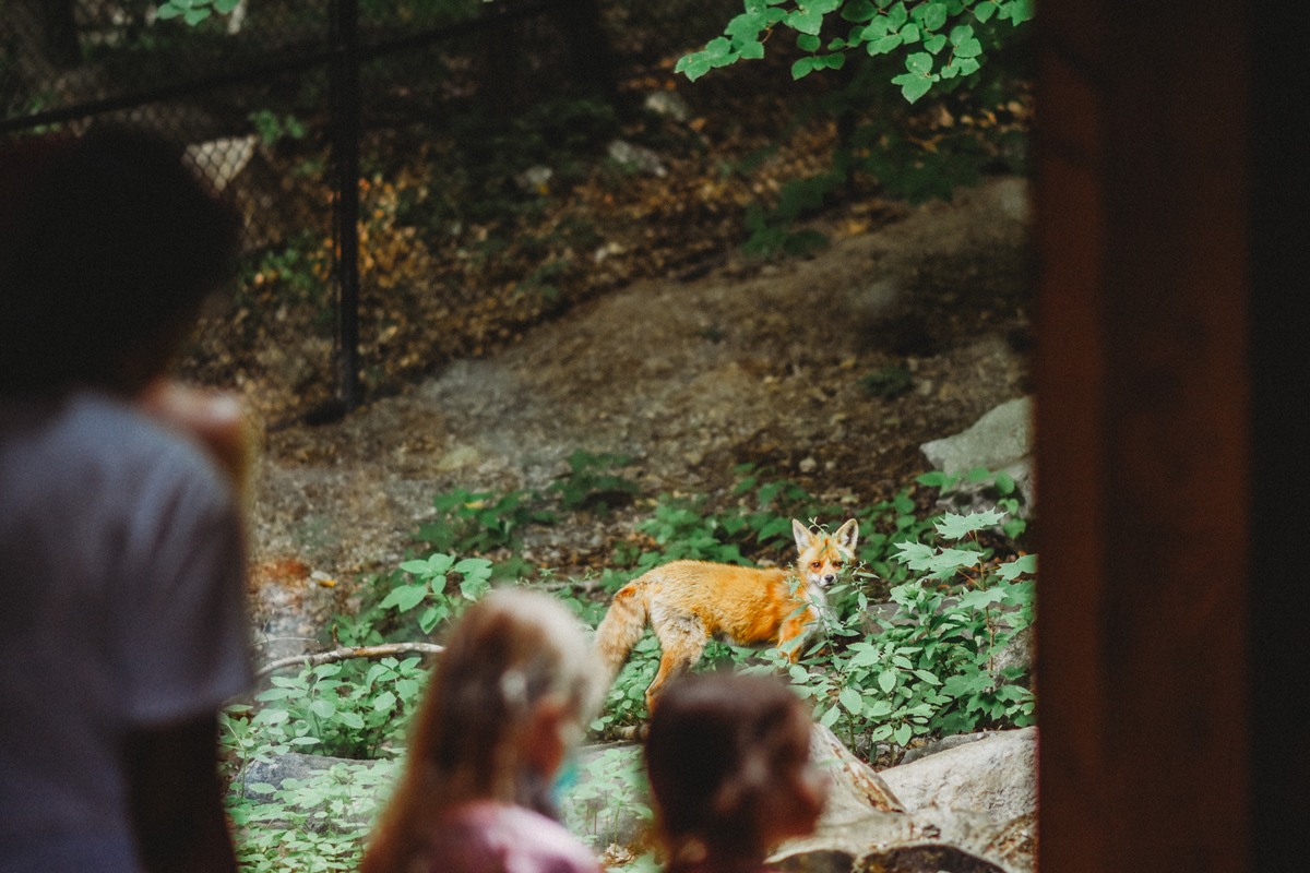A Red Fox standing in green vegetation, looking at kids viewing it through a glass panel.