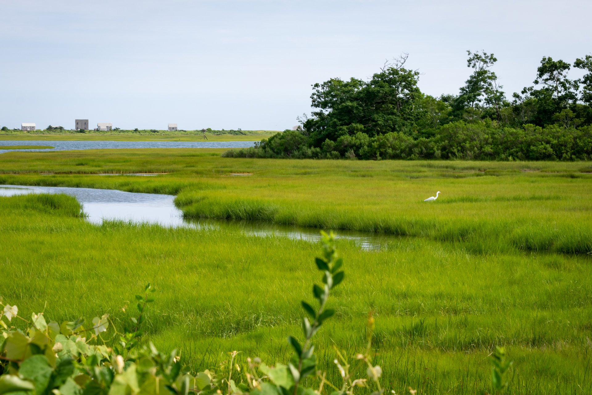 A tall white bird sticks out in a green saltmarsh. A channel of open water cuts through the center of the marsh.