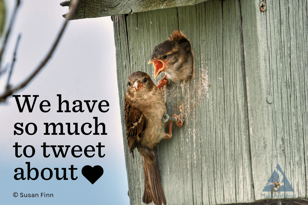 two birds in bird box card