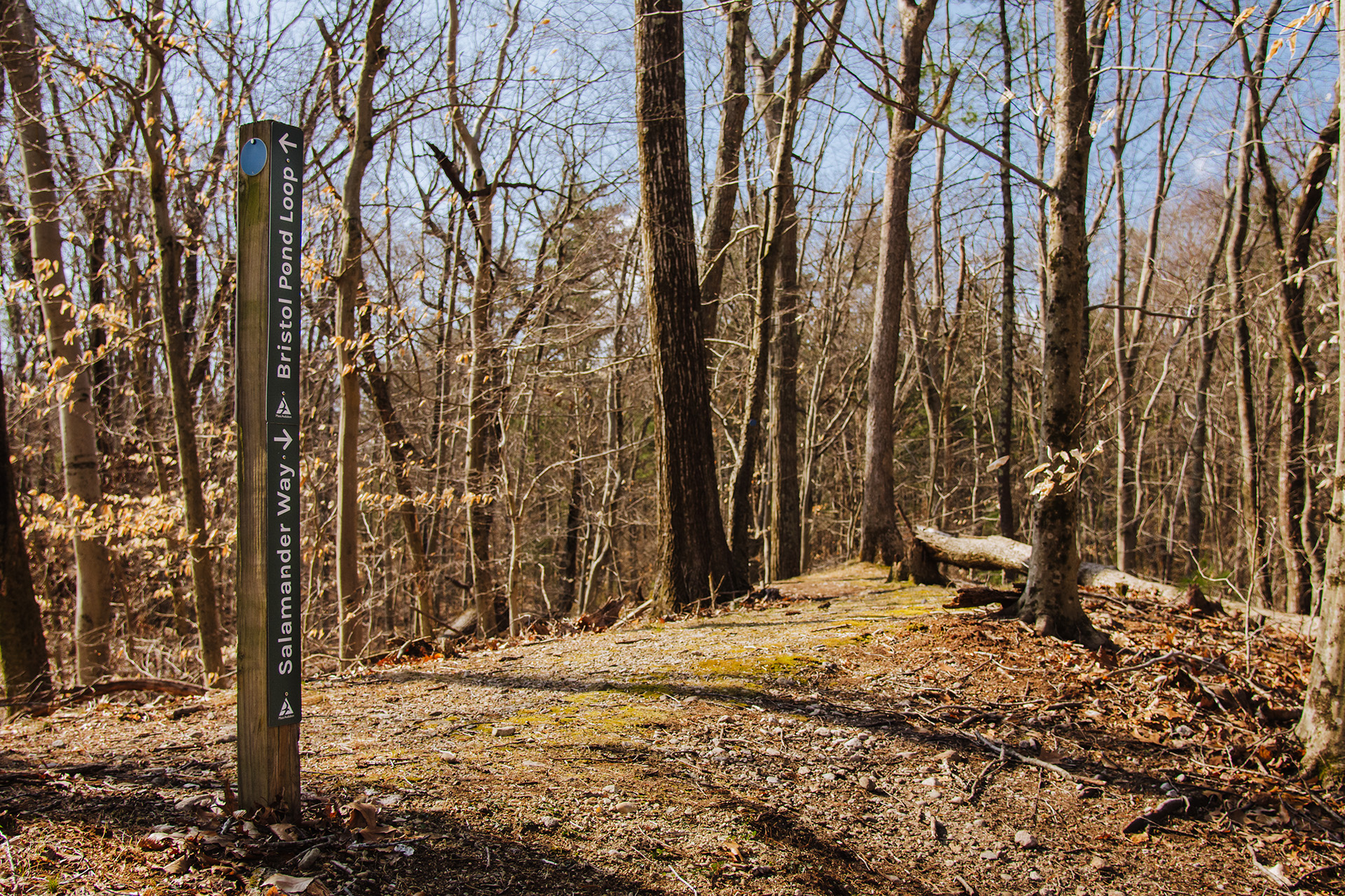 A trail marker in the woods that reads "Bristol Pond Loop," pointing left, and "Salamander Way," pointing right