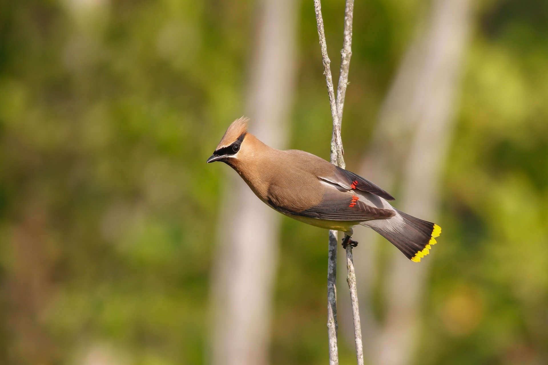 A Cedar Waxwing balances on a branch. The red-orange "waxwing" tips of its secondary feathers, as well as the bright yellow tip of its tail, are visible.