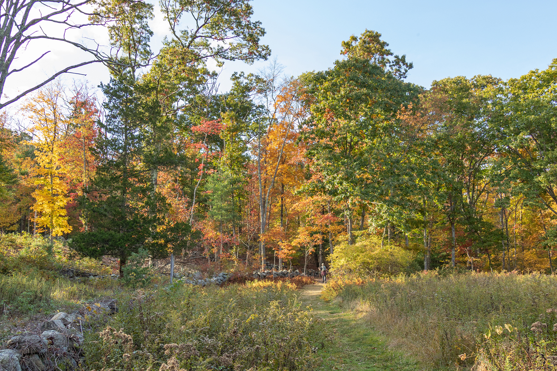 Grassy trail and stone wall in fall