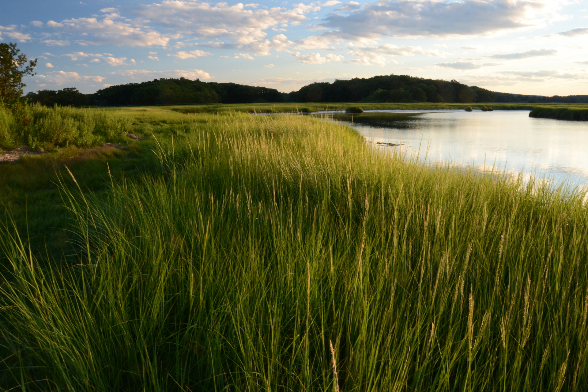 Long grass next to a channel of water.