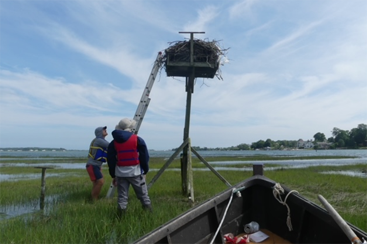 Inspecting an osprey nest