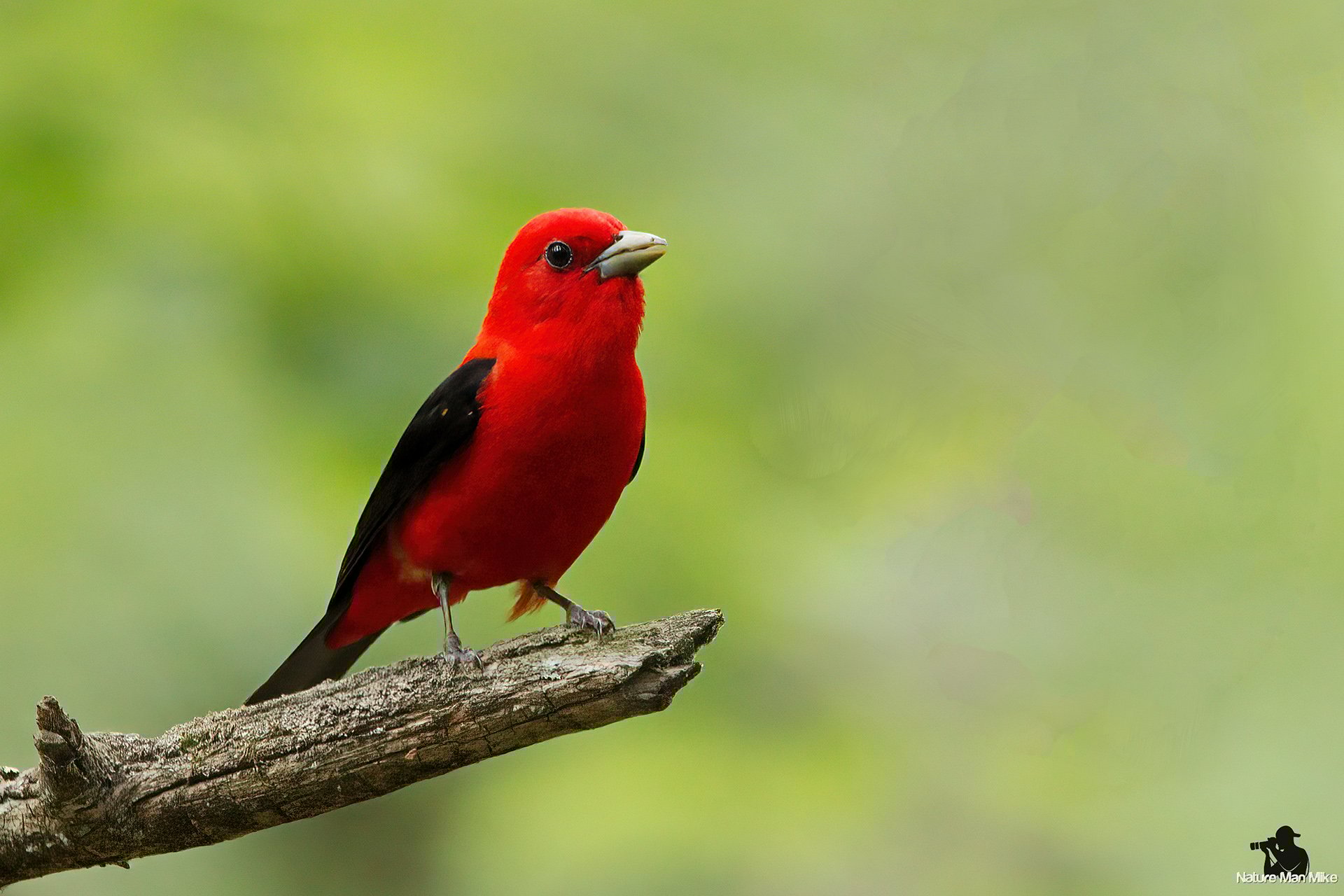 Red bird with black wings on a stick.