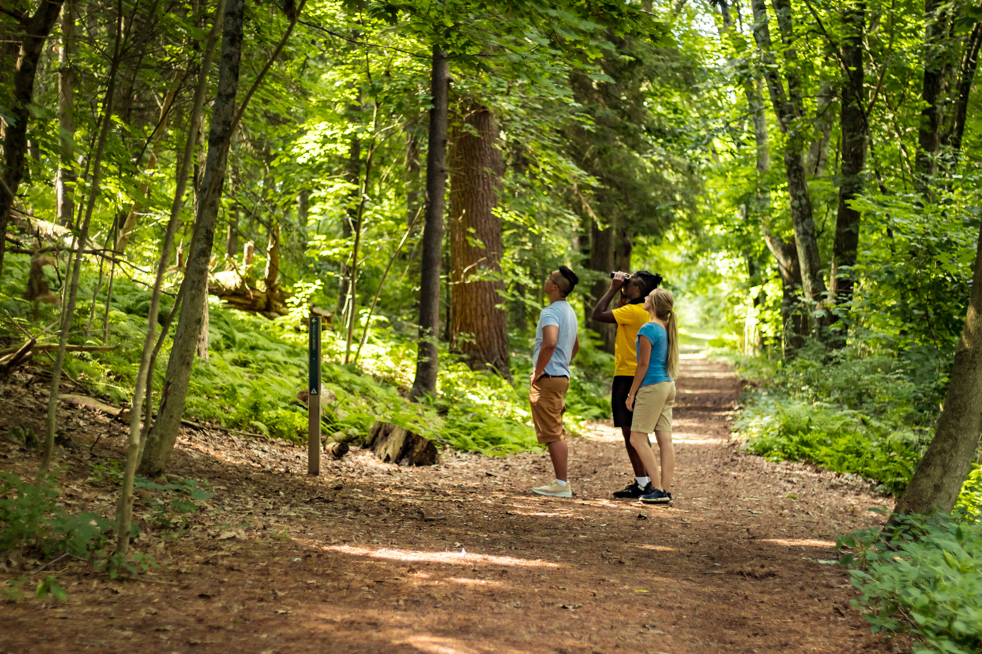 Three people birding on a forest trail