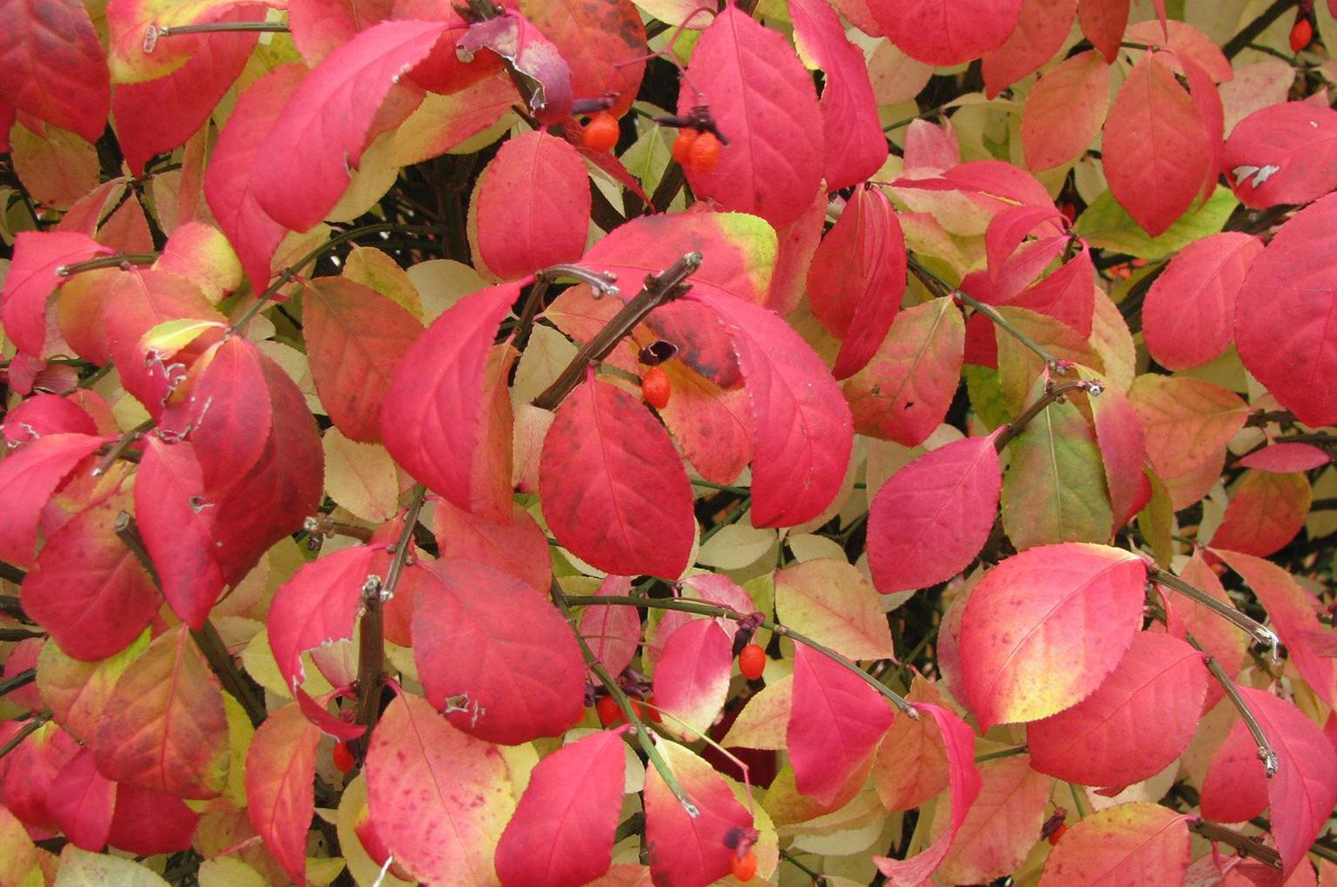 Winged euonymus red leaves