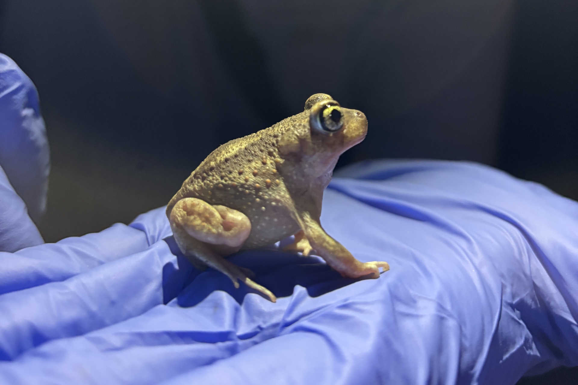 Eastern Spadefoot toad held in a gloved hand
