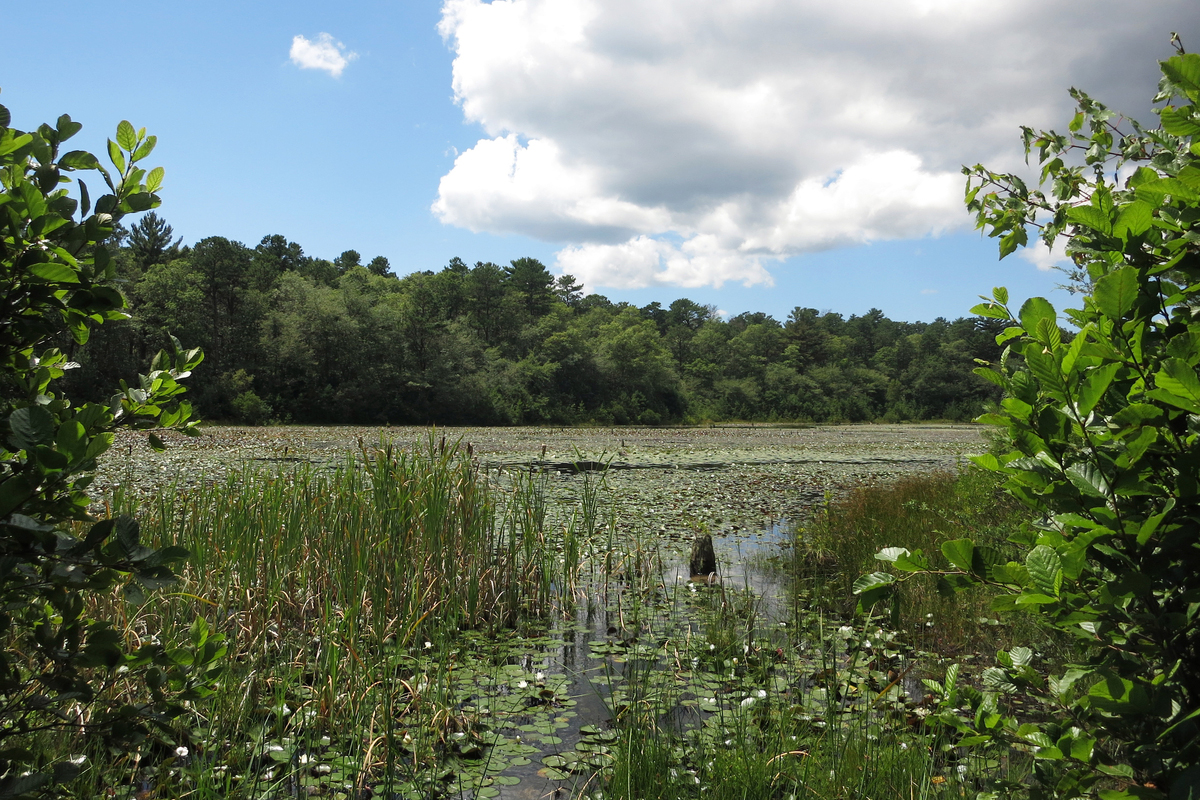 Pond with green vegetation