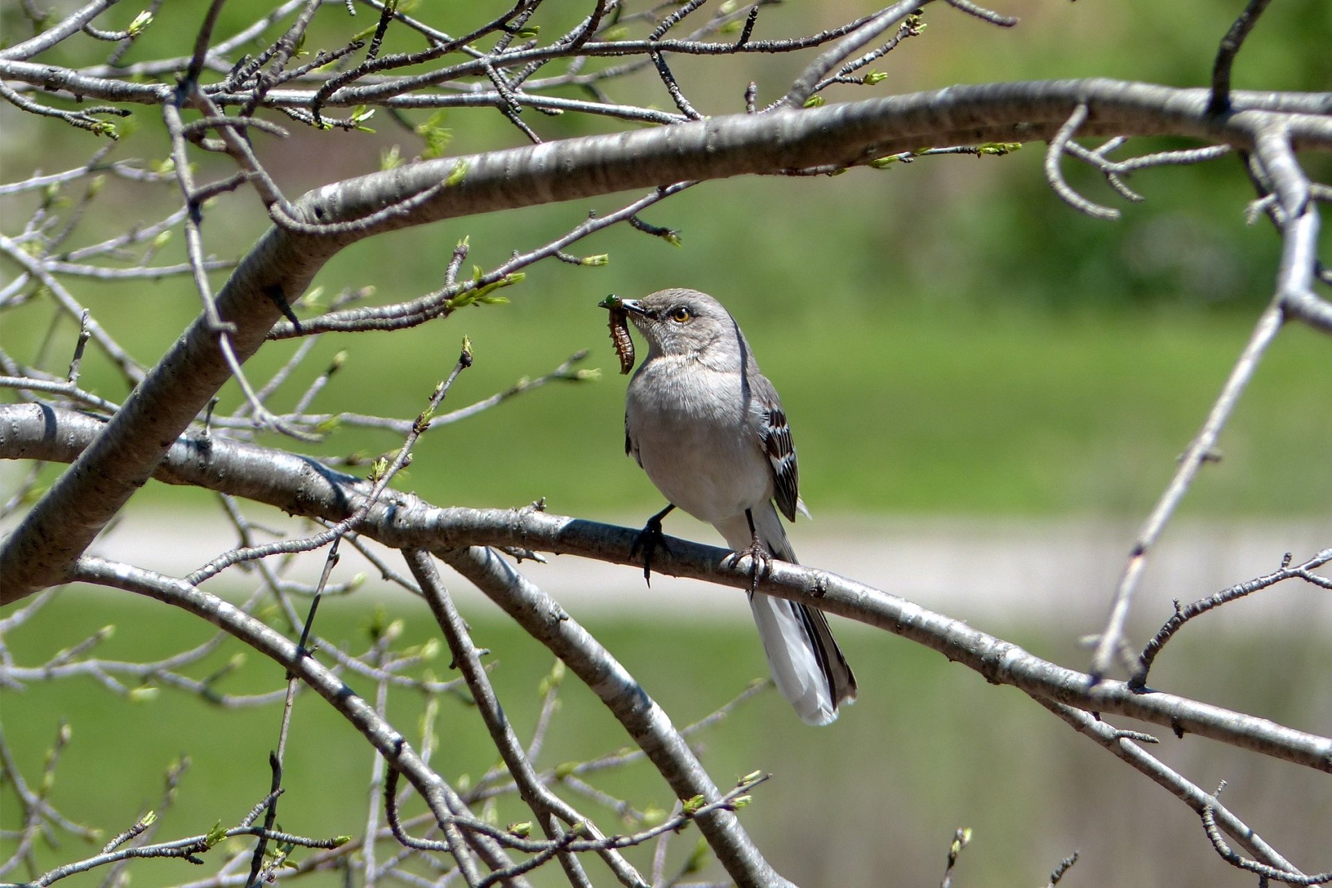 A Northern Mockingbird perches on a budding tree. It holds an insect in its beak.
