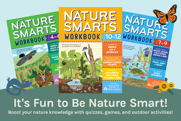 Three book covers for Mass Audubon's Nature Smarts Workbook series for children