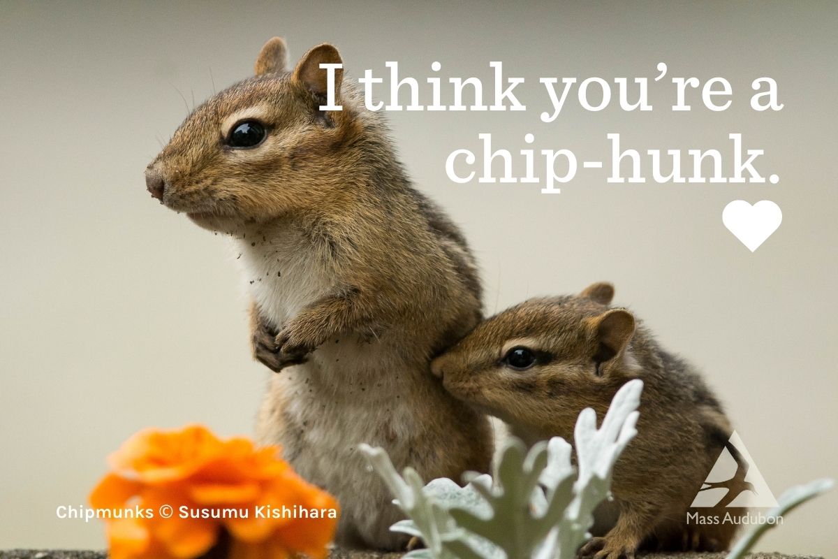 chipmunk valentine