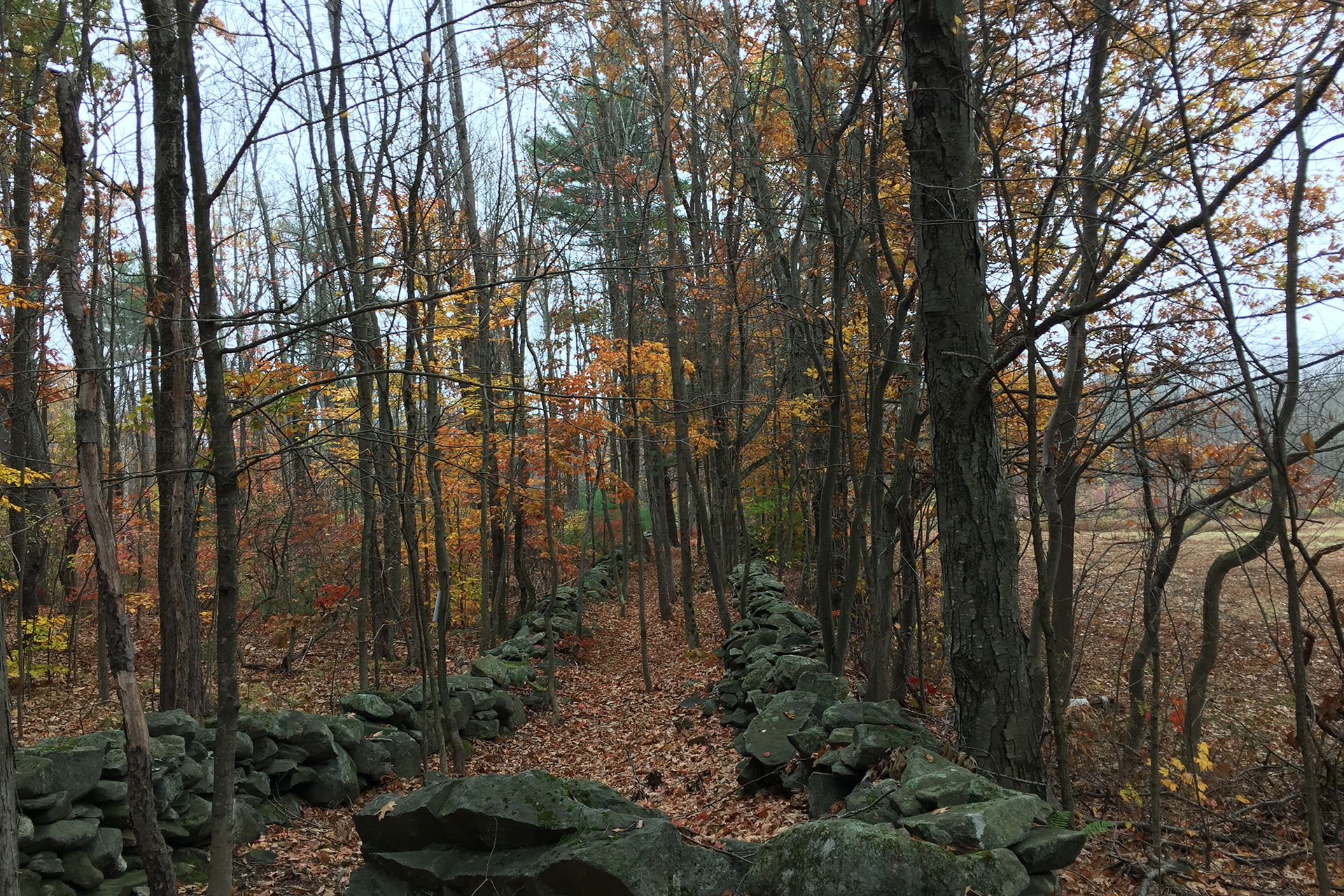 Stone wall separating Holder property (left) from Wachusett Meadow Wildlife Sanctuary (right)