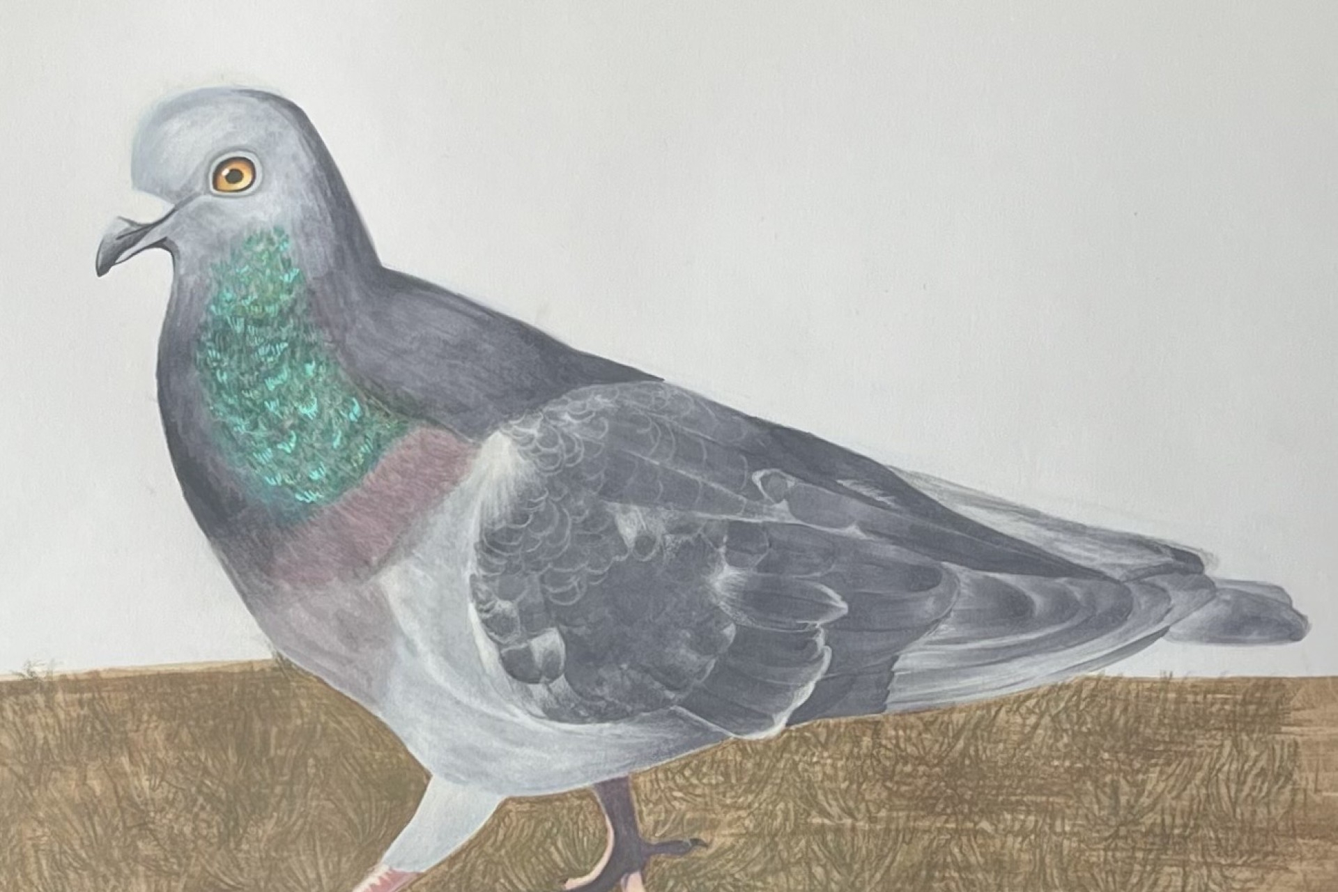 Ava Murdock - Rock Pigeon.jpg