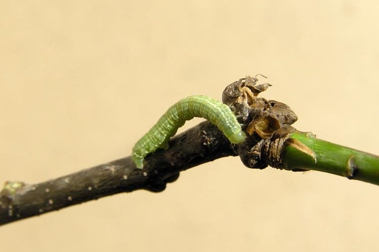 green caterpillar on stick