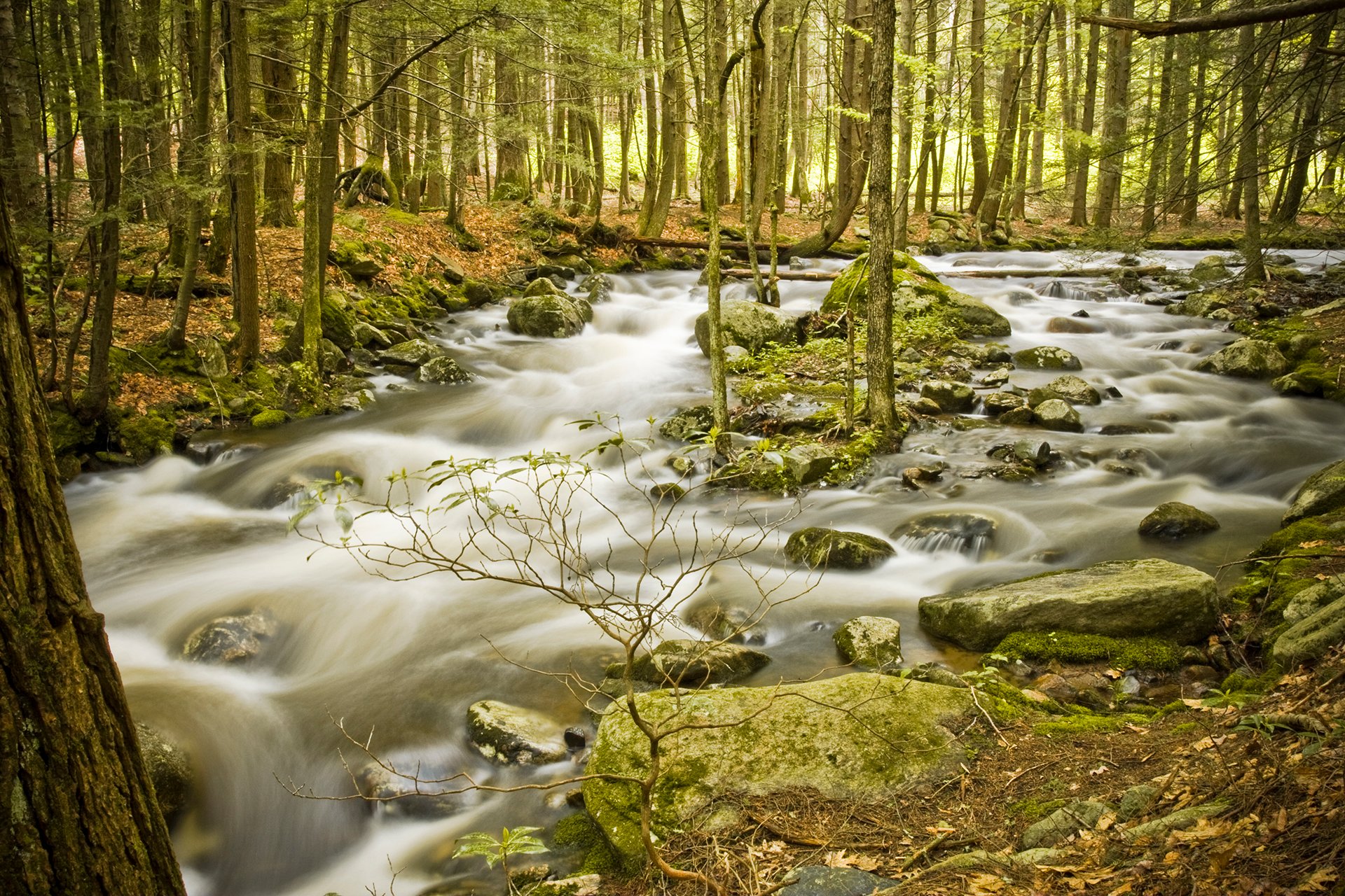 Rushing stream through a forest