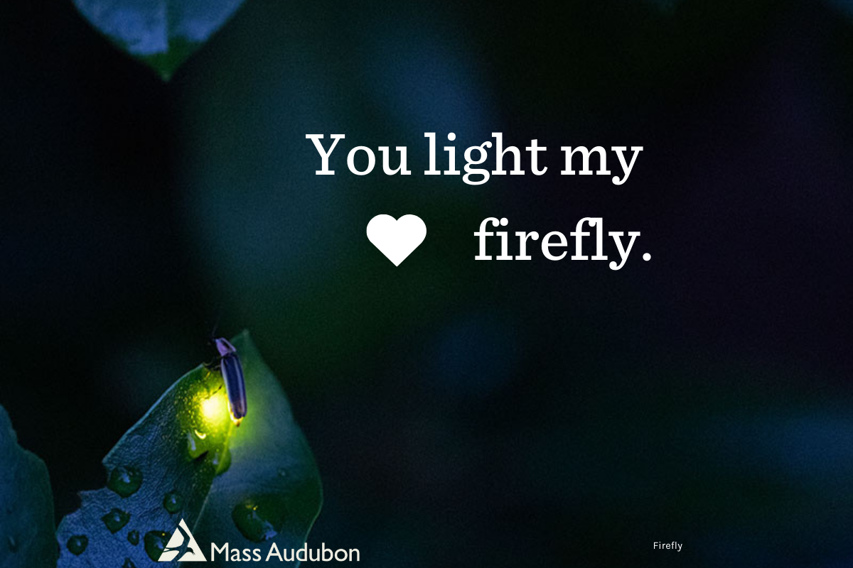 Firefly flashing with the words You light my firefly