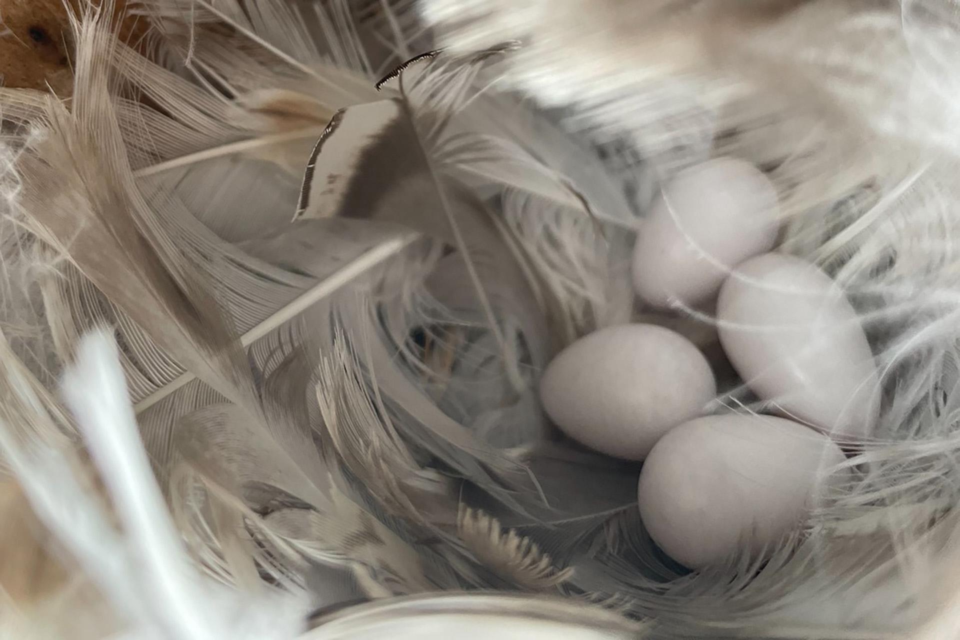 Tree swallow eggs in a nest surrounded by white and taupe feathers