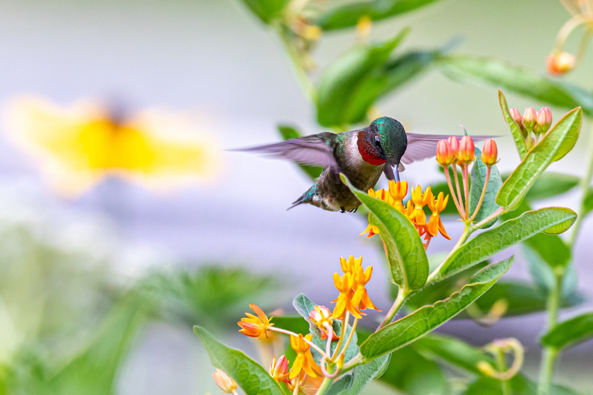 Ruby-throated Hummingbird on plant