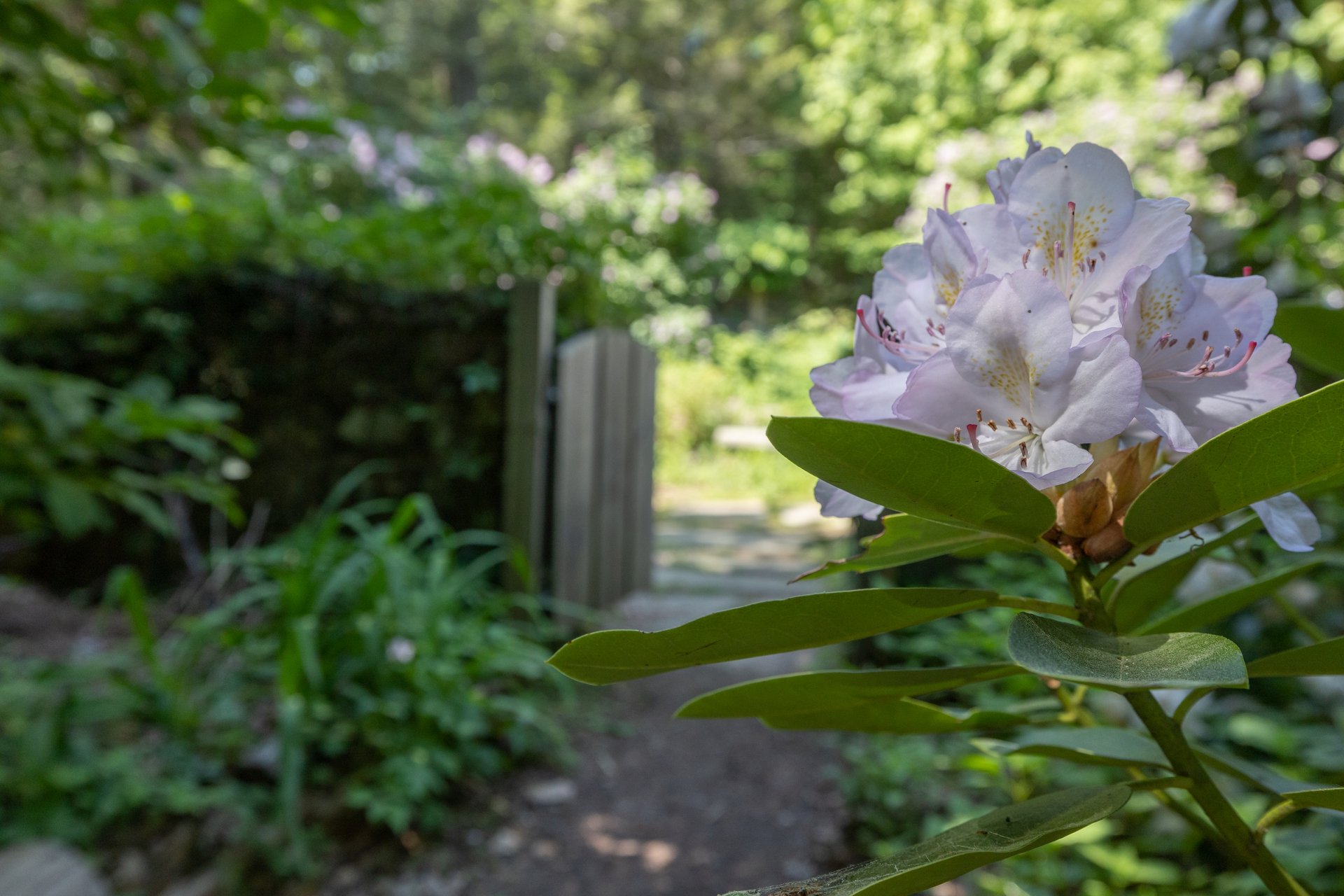 Up close shot of a white flower with gate in the background