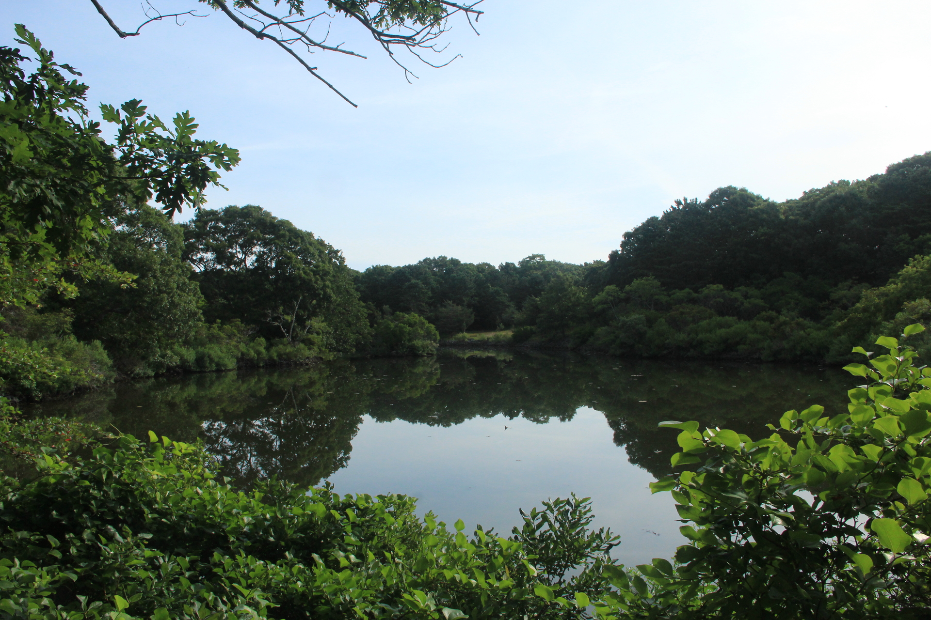 Pond clearing as seen from a trail