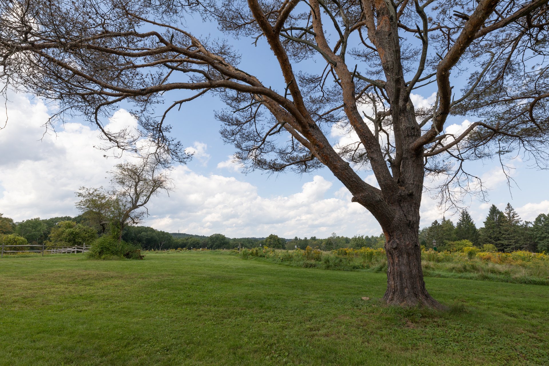 Large tree stands in the foreground of a grassy field and meadow with yellow flowers.