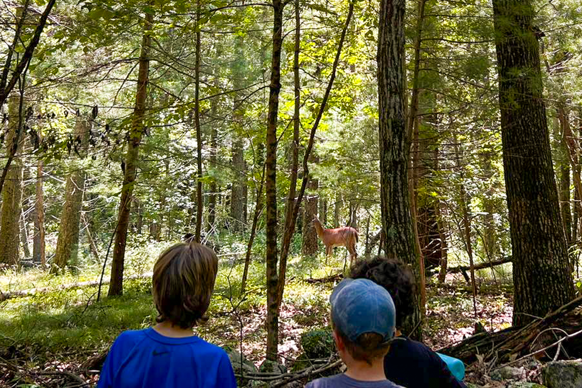 Campers at Moose Hill Nature Camp watch a deer in the forest