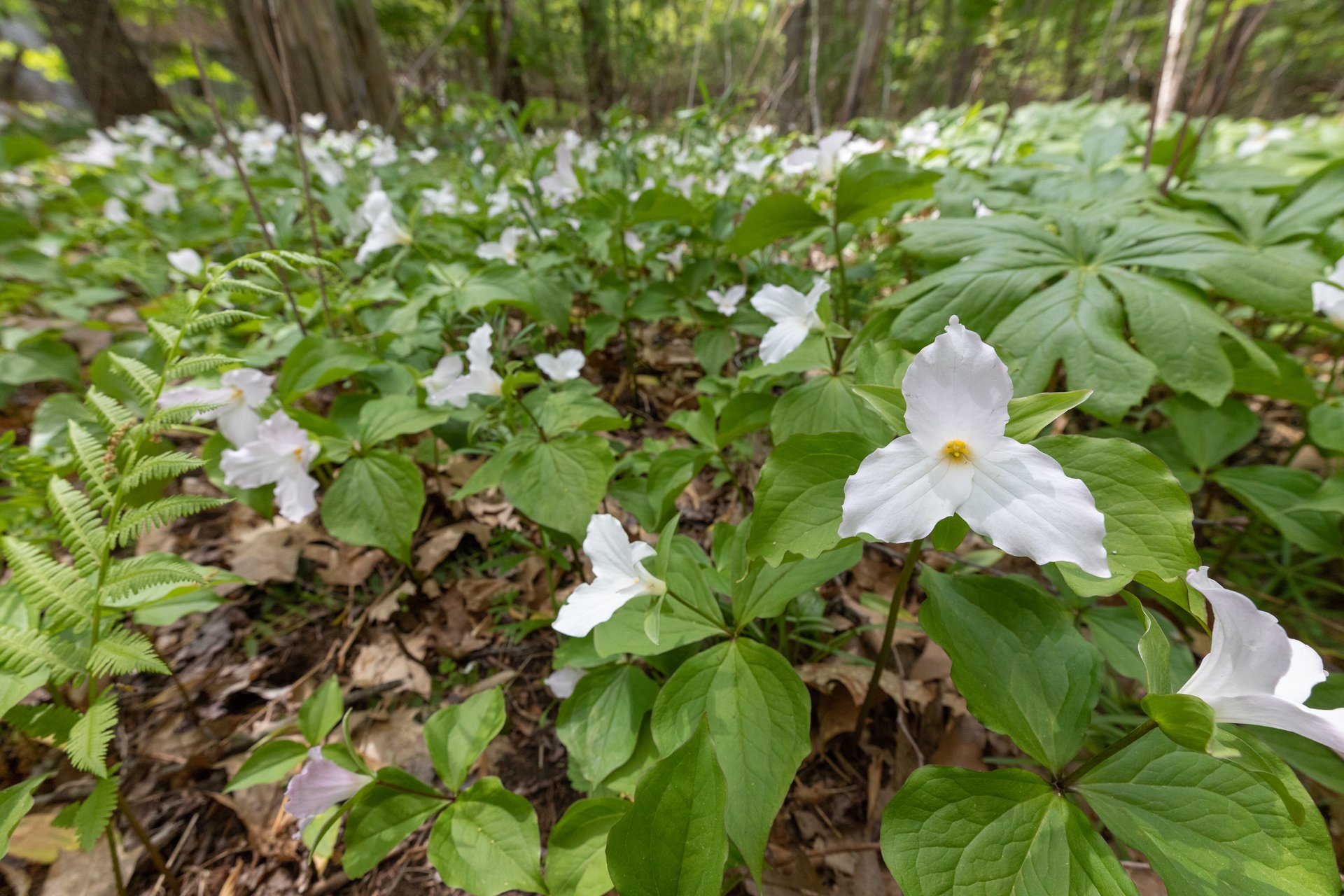 White wildflowers cover the forest floor.
