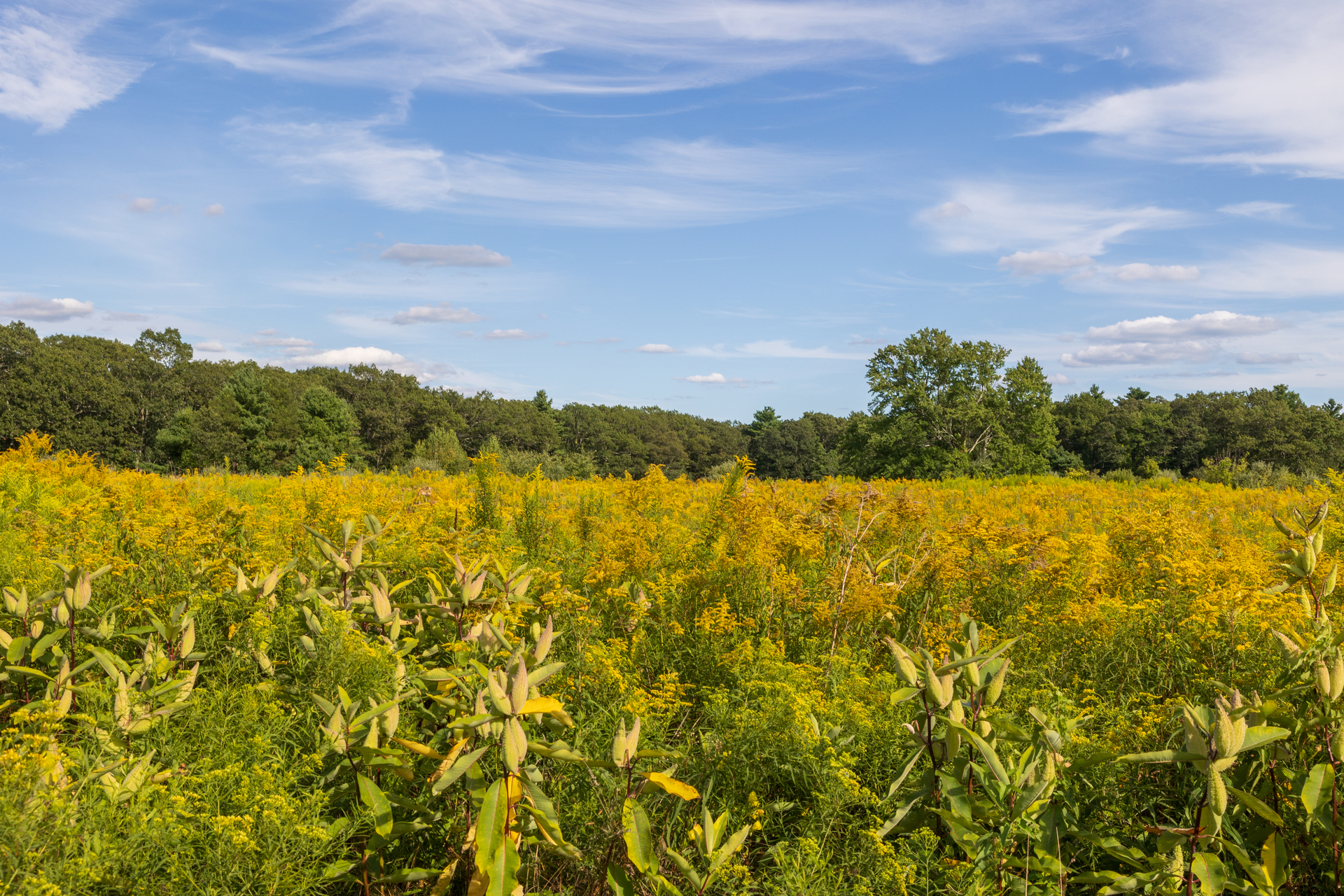 Meadow of goldenrod and milkweed