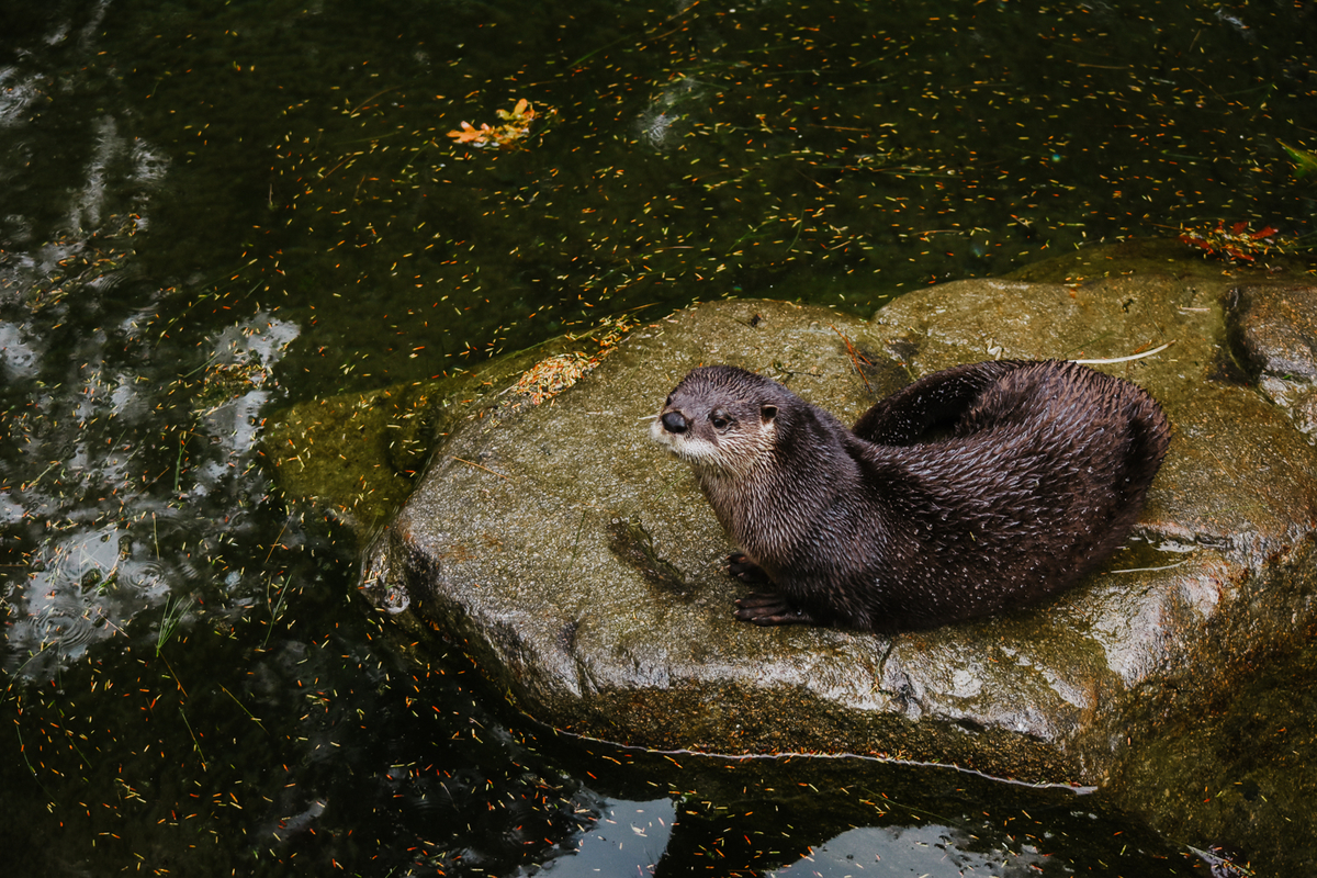 A wet river otter laying down on a rock surrounded by water.