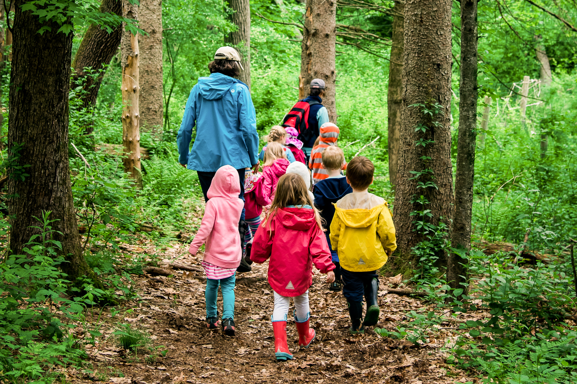 A group of preschoolers at Drumlin Farm Community Preschool walk away along a forest trail with their teachers leading the way