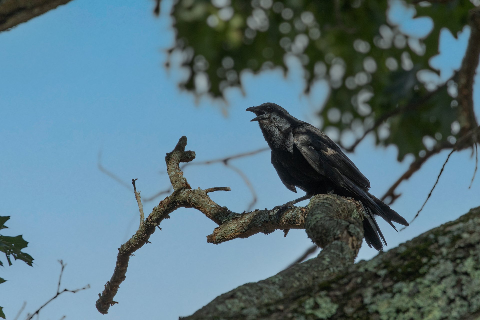 A Fish Crow caws atop a tree branch.