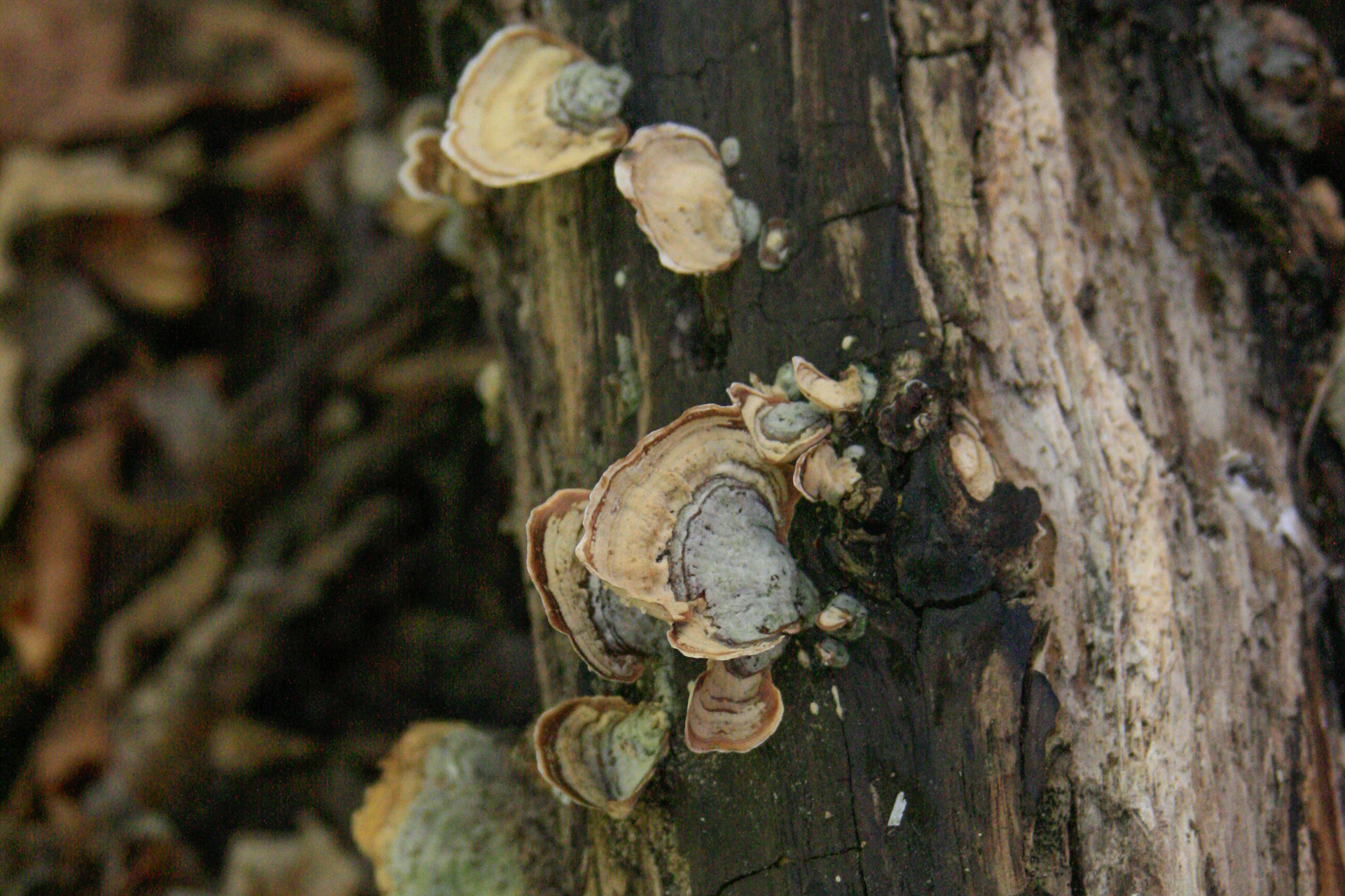 False Turkey Tail (Stereum ostrea) mushrooms growing on a log