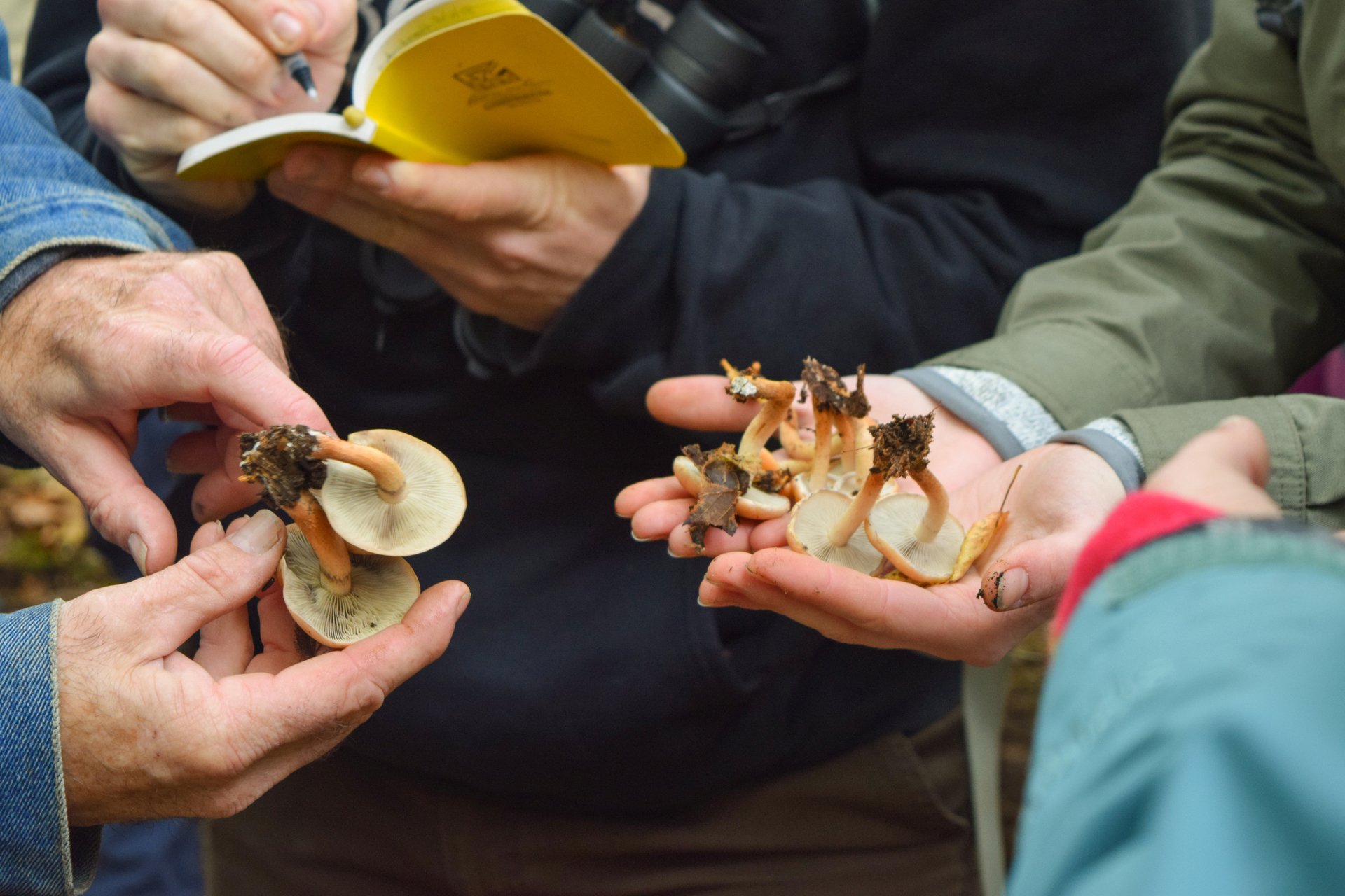 two sets of hands holding fungi with a person writing in a notebook