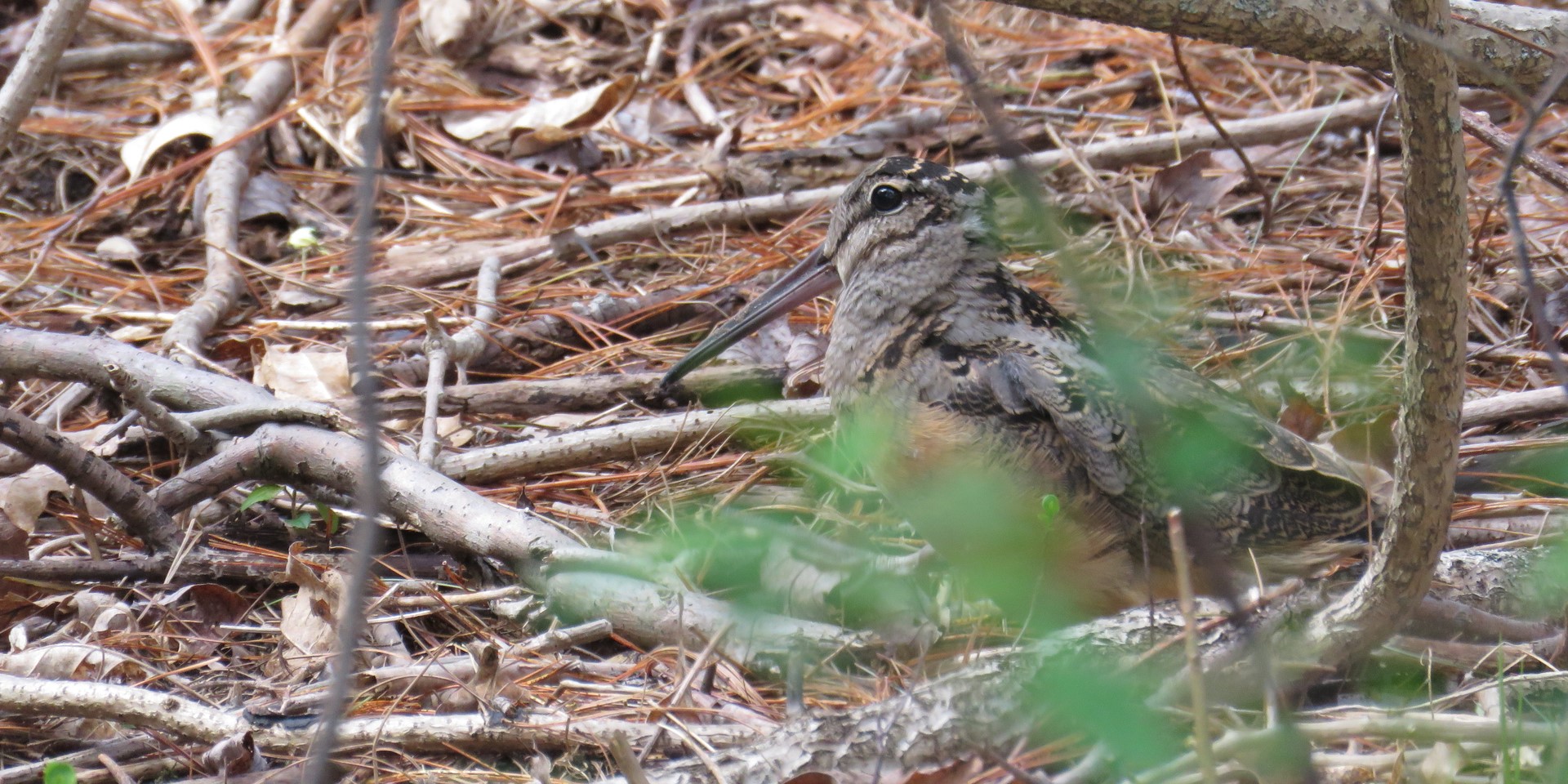 American Woodcock bird hiding in brush